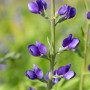 Nahaufnahme der tiefblauen Blüten der Indigolupine (Baptisia australis) im 9x9 cm Topf.