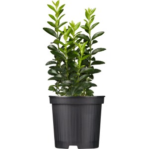 Japanischer Spindelstrauch Green Spire im Topf, ca. 25-30 cm hoch.