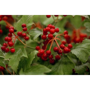 Foto von Viburnum Opulus (Gewöhnlicher Schneeball) mit roten Beeren und grünen Blättern.