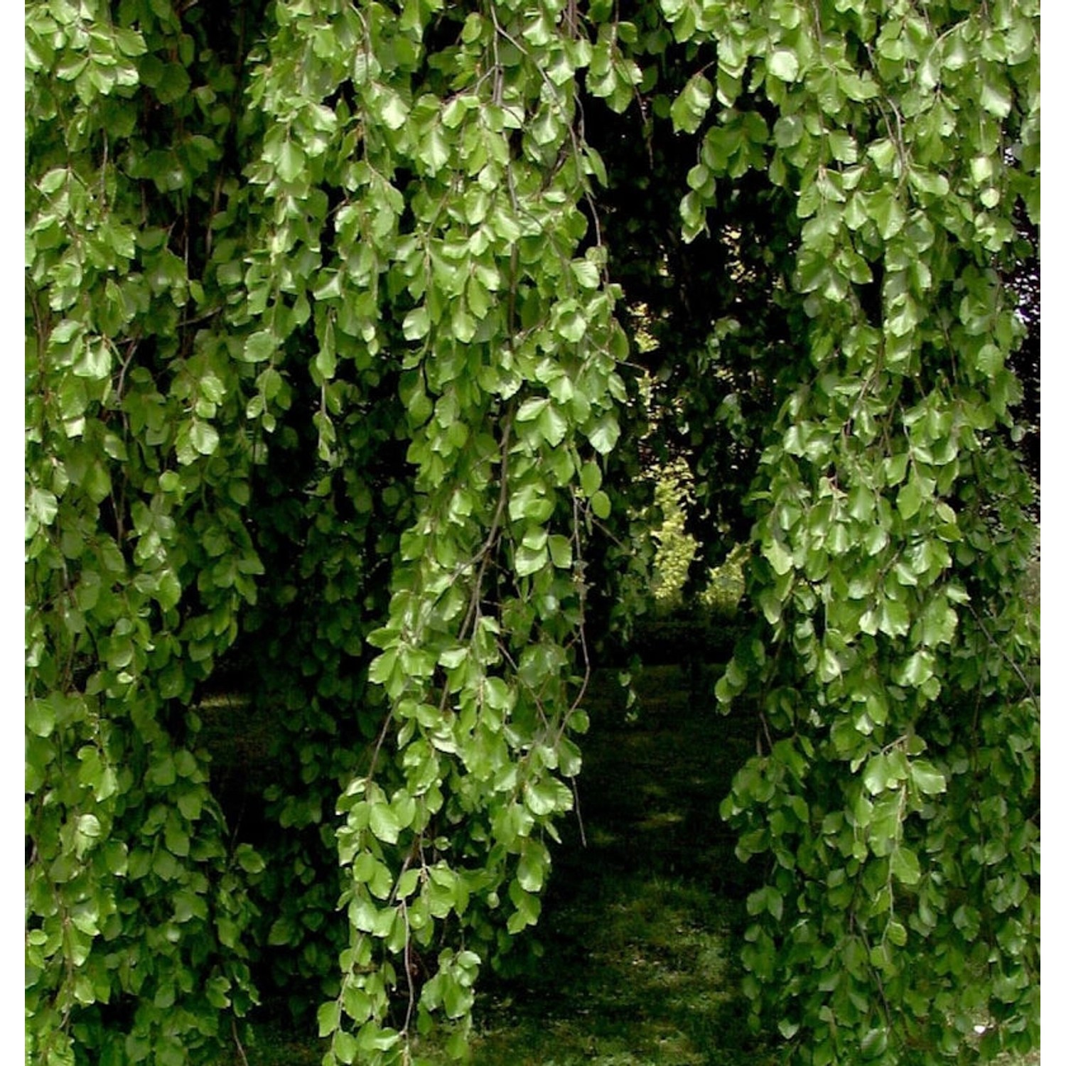 Hänge Buche 100-125cm - Fagus sylvatica Pendula günstig online kaufen