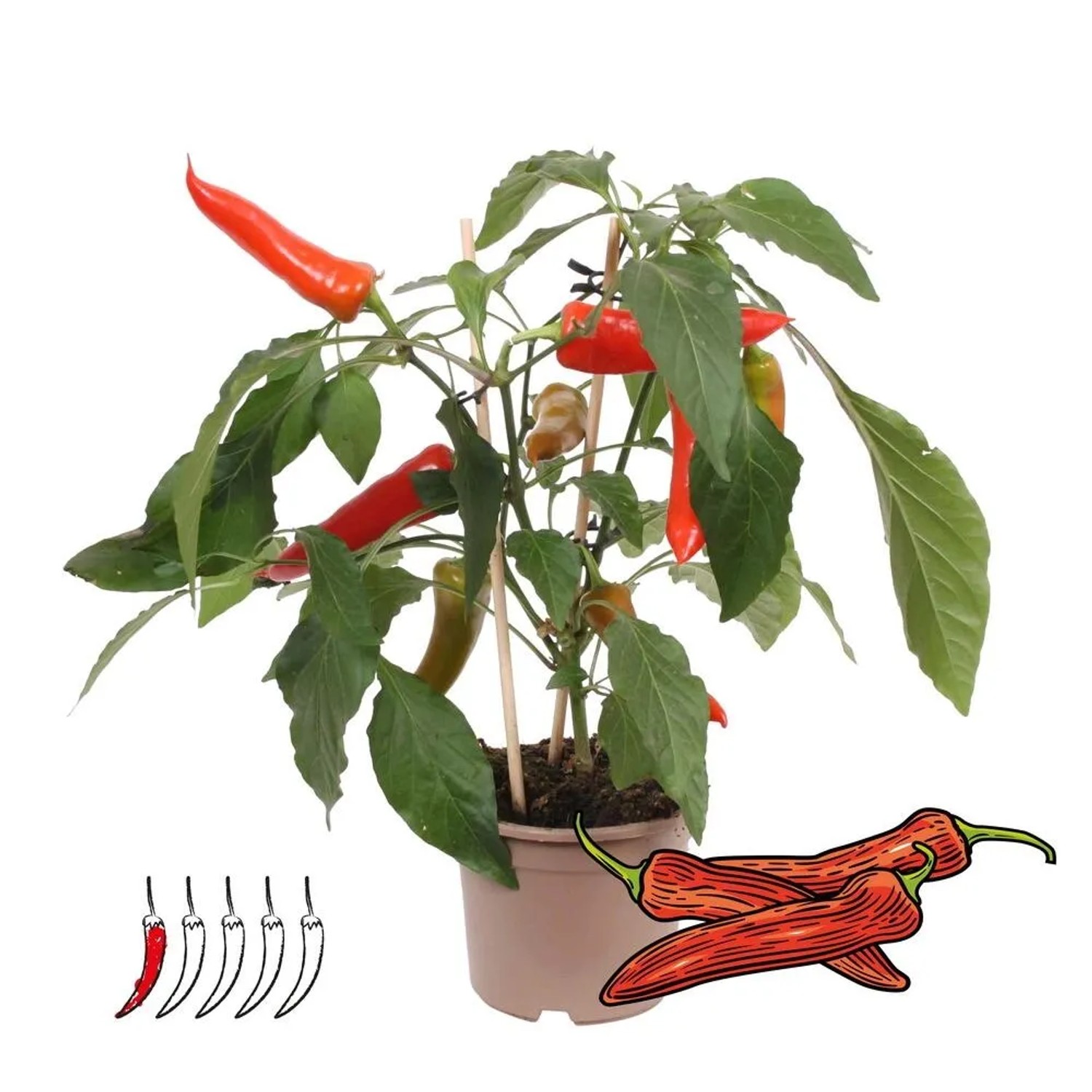 Exotenherz Peperoni Pflanze mild fr Balkon & Garten 14 cm Topf kaufen bei  OBI