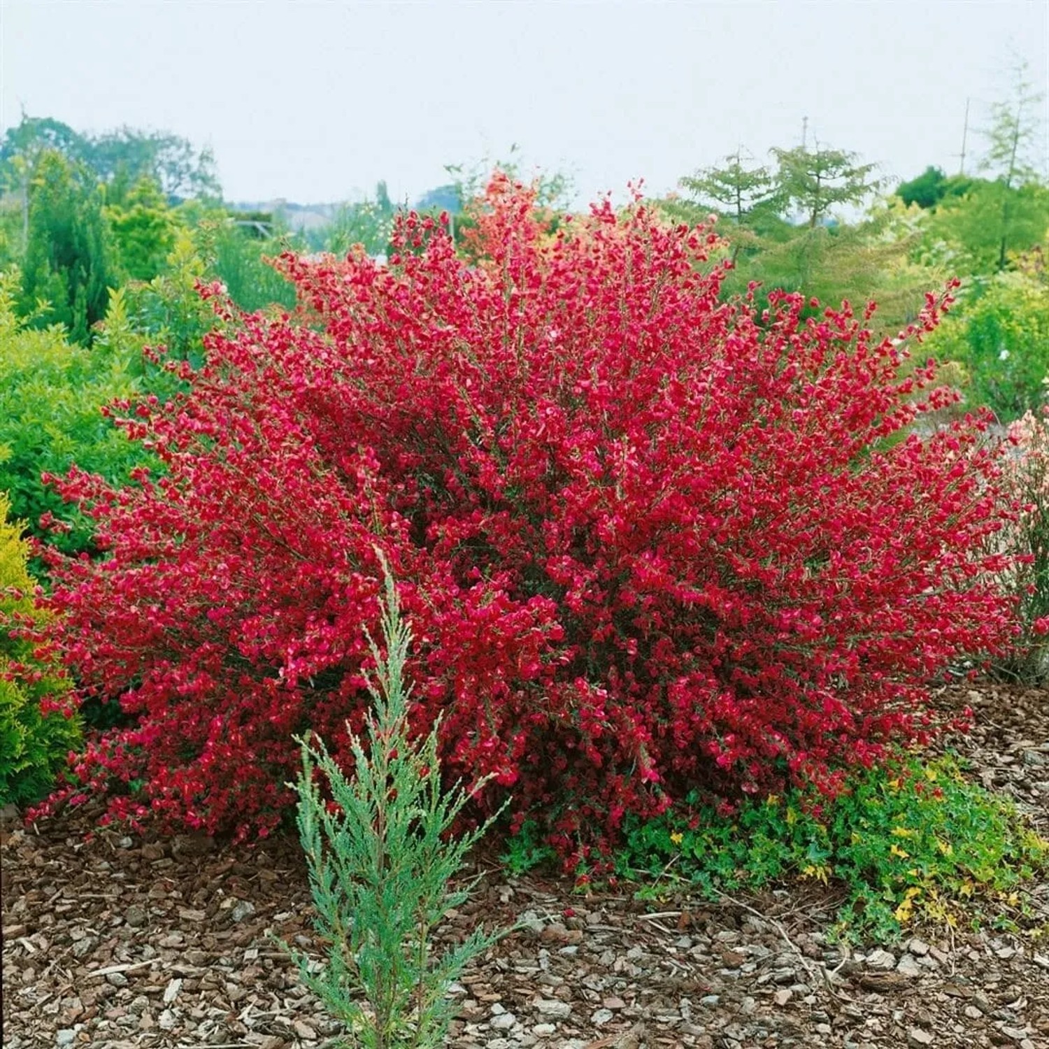 Buschiger Besenginster 'Boskoop Ruby' mit leuchtend roten Blüten im Garten.