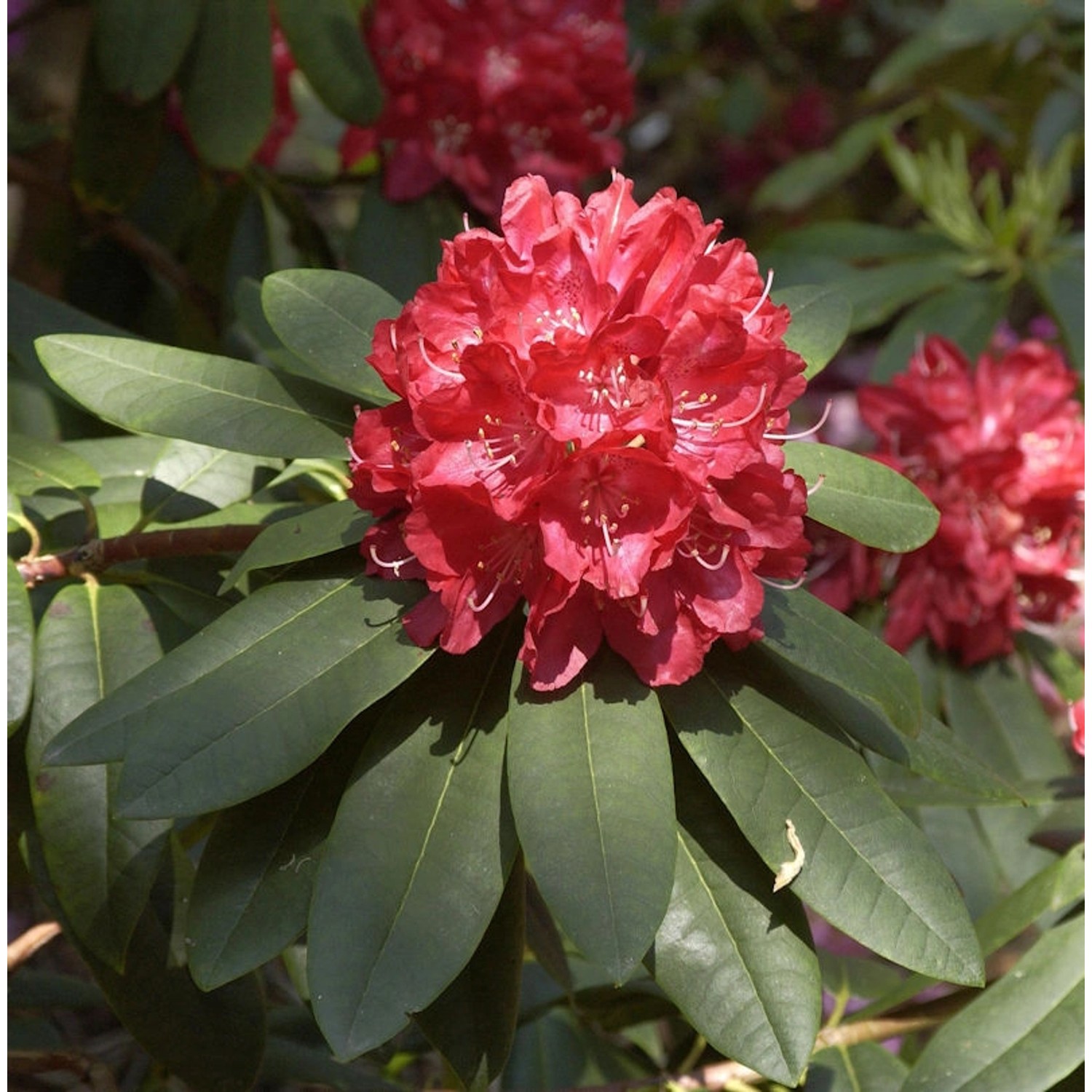 Großblumige Rhododendron Elizabeth 50-60cm - Alpenrose günstig online kaufen