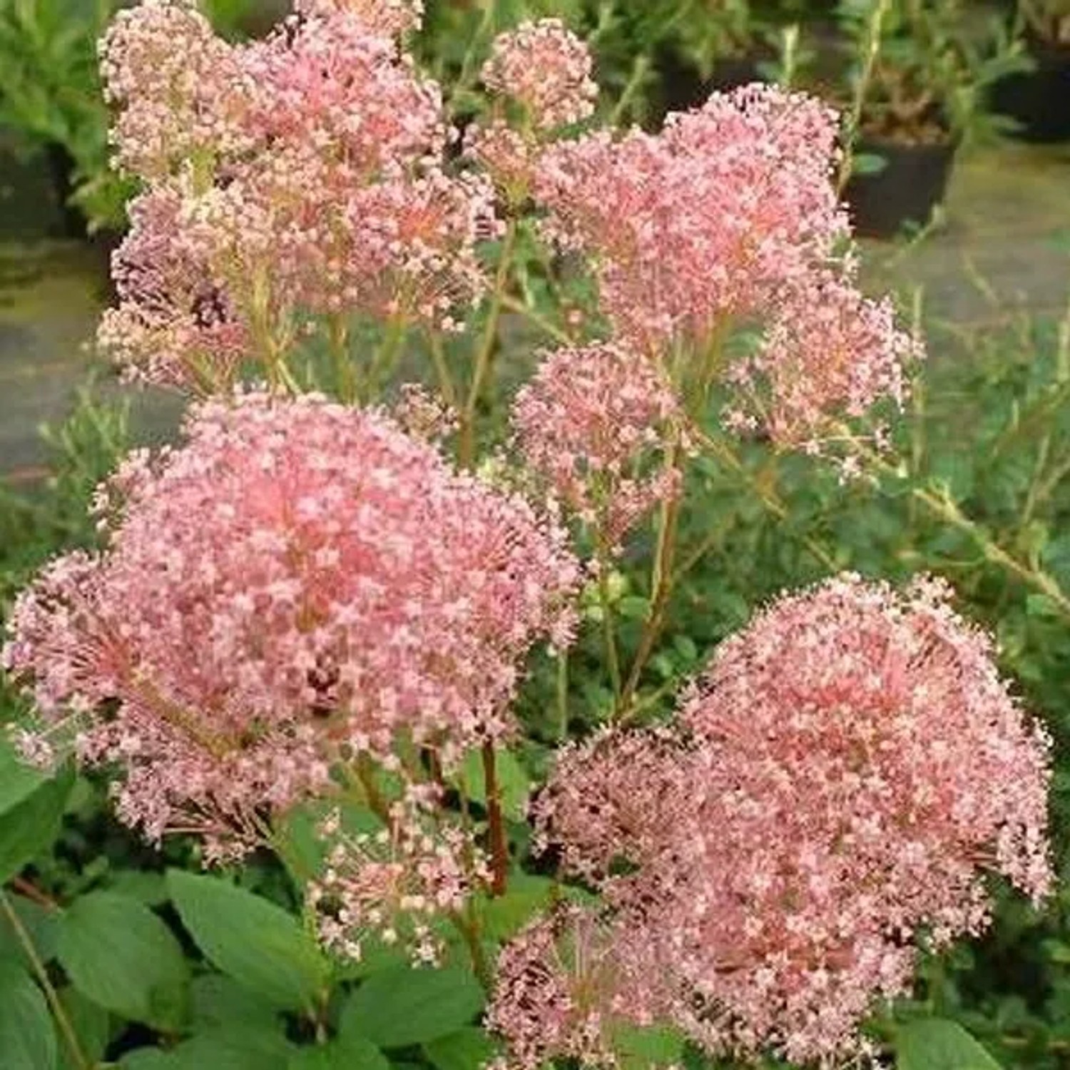 Säckelblume 'Marie Rose' Ceanothus pallidus 40 bis 50 cm im Container Rosa Blüten