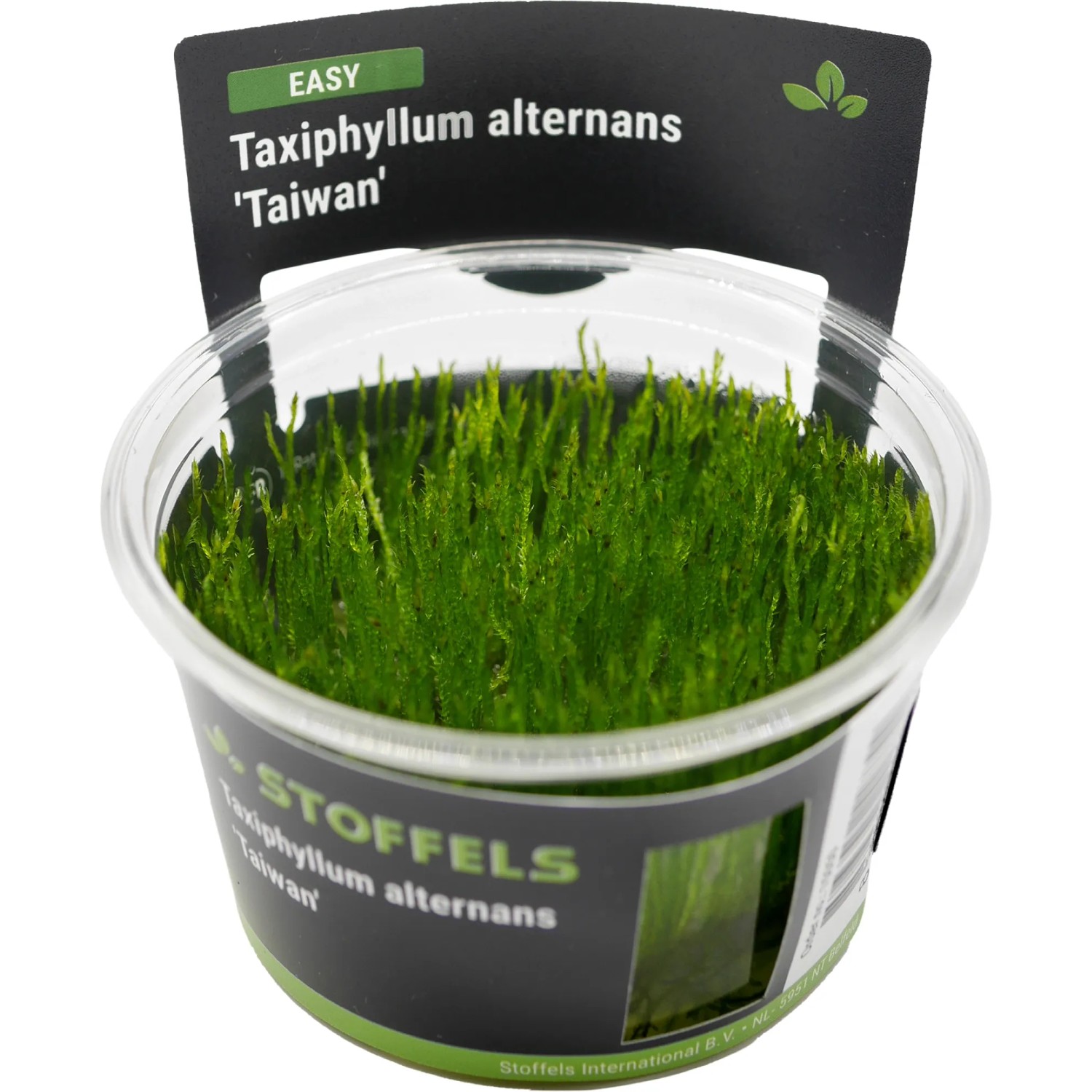 Taxiphyllum alternans (Taiwan Moss) in-vitro