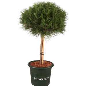 Schwarzkiefer 'Marie Bregeon' im Topf, ca. 40cm hoch. Zwergkonifere mit kompakter, runder Form.