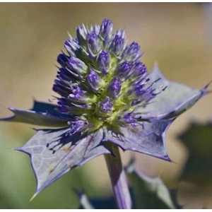Nahaufnahme einer bläulich-violetten Stranddistel (Eryngium maritimum).