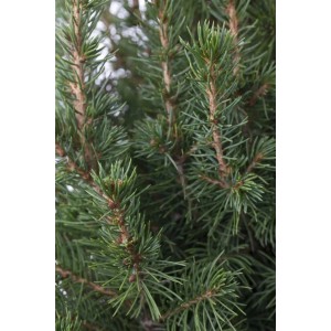 Detailaufnahme der grünen Nadeln einer Zuckerhutfichte (Picea Glauca Conica), einem immergrünen Hausbaum.