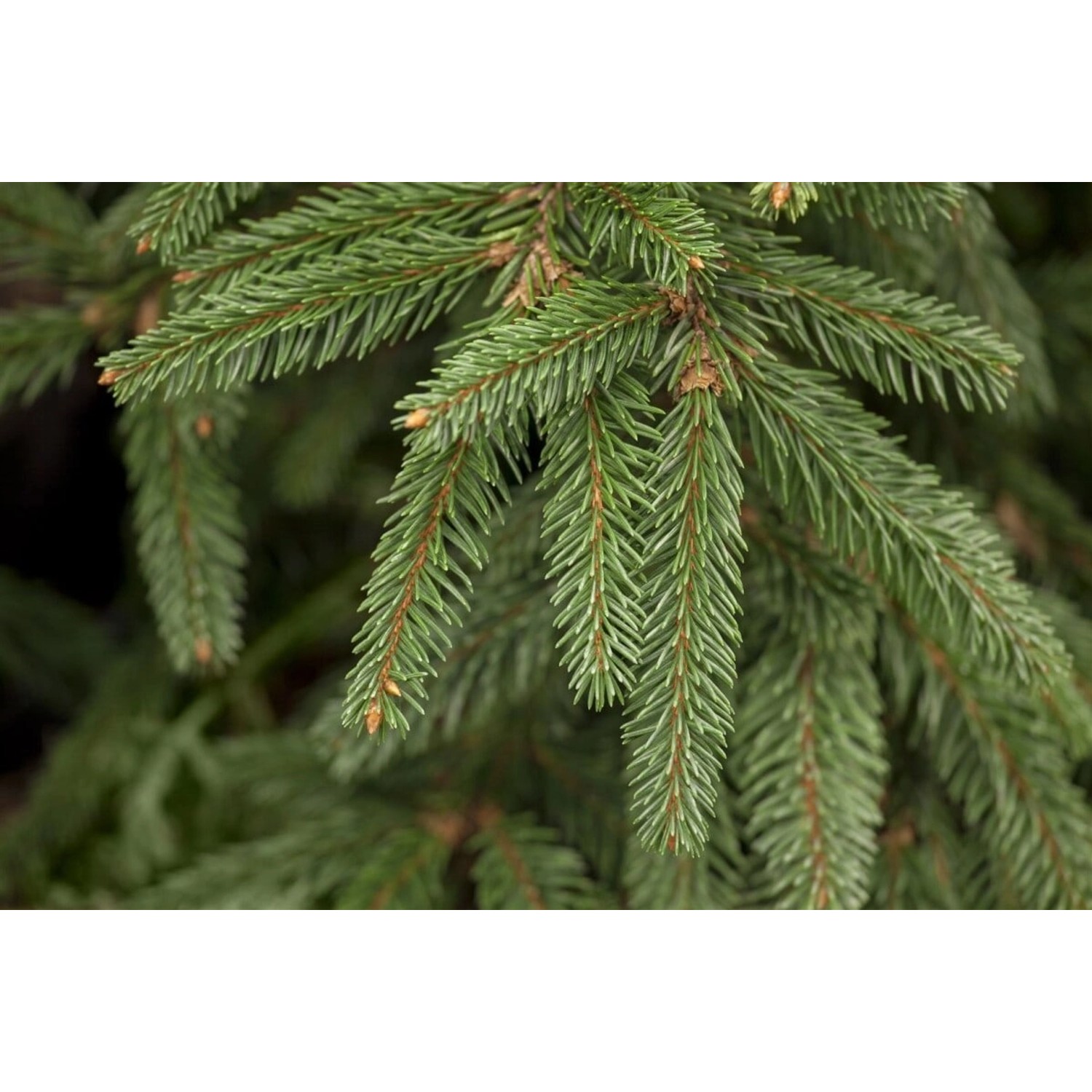 Picea Abies Inversa Hänge-Fichte 125–150 cm günstig online kaufen