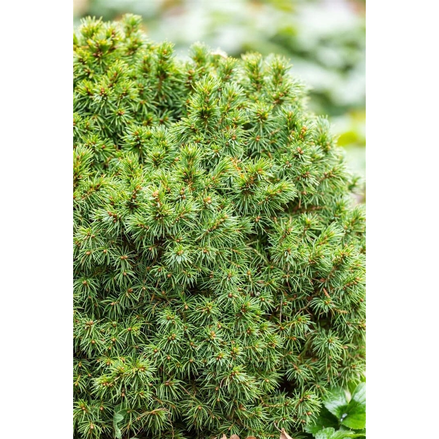 Kompakte, grüne Zwergfichte Picea Glauca Alberta Globe im Detail.