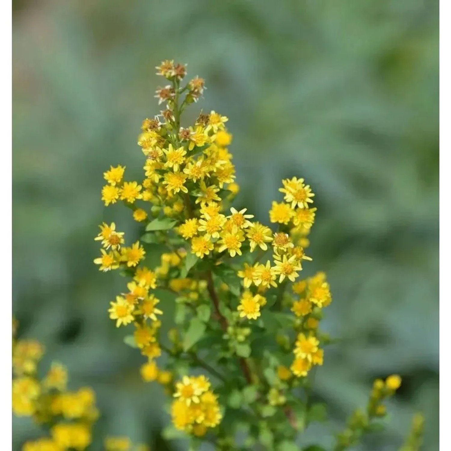 Zwerg-Goldrute - Solidago virgaurea