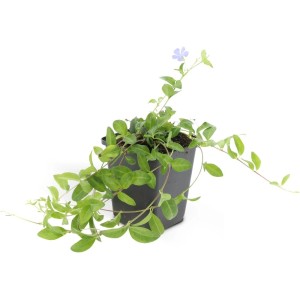 Immergrün 'La Grave' im Topf: Bodendecker mit violetten Blüten für den Garten.