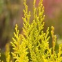 Goldgelbe Chamaecyparis 'Erecta Aurea' Heckenpflanze, 40-60 cm hoch.