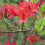 Blühender Rhododendron Luteum Satan Gelb mit leuchtend gelben Blüten.
