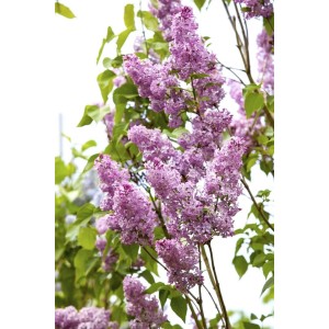 Chinesischer Flieder (Syringa Chinensis) mit lila Blütenrispen, 60-100 cm hoch.
