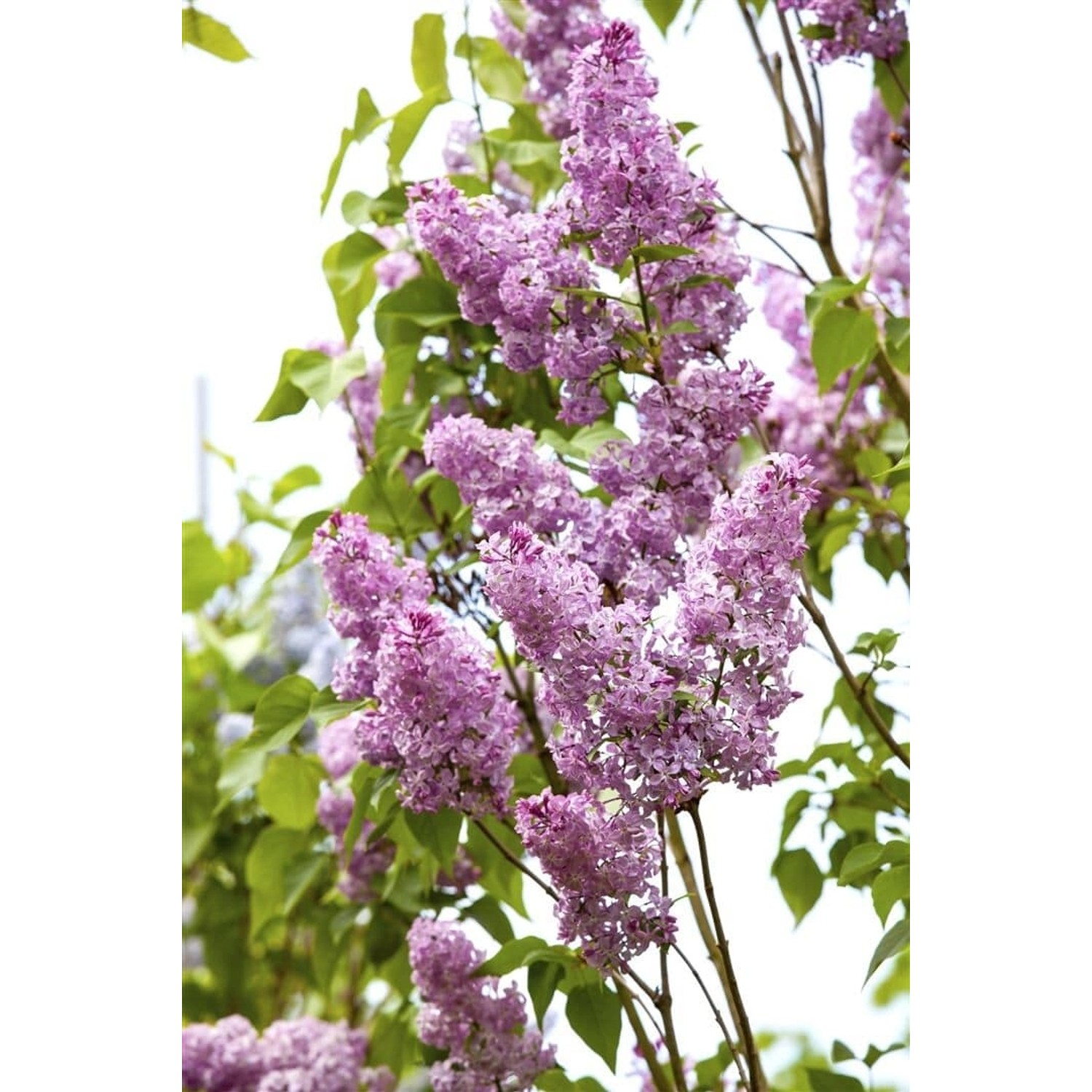Syringa Chinensis Chinesischer Flieder 60-100 cm günstig online kaufen