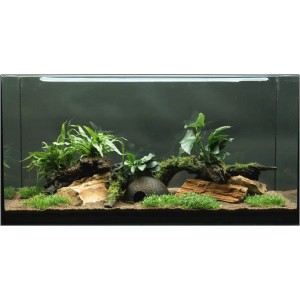 Aquarium mit Dennerle Pflanzen-Set Deko, 12 Pflanzen auf Wurzelholz und Pads für 80-120cm Becken.