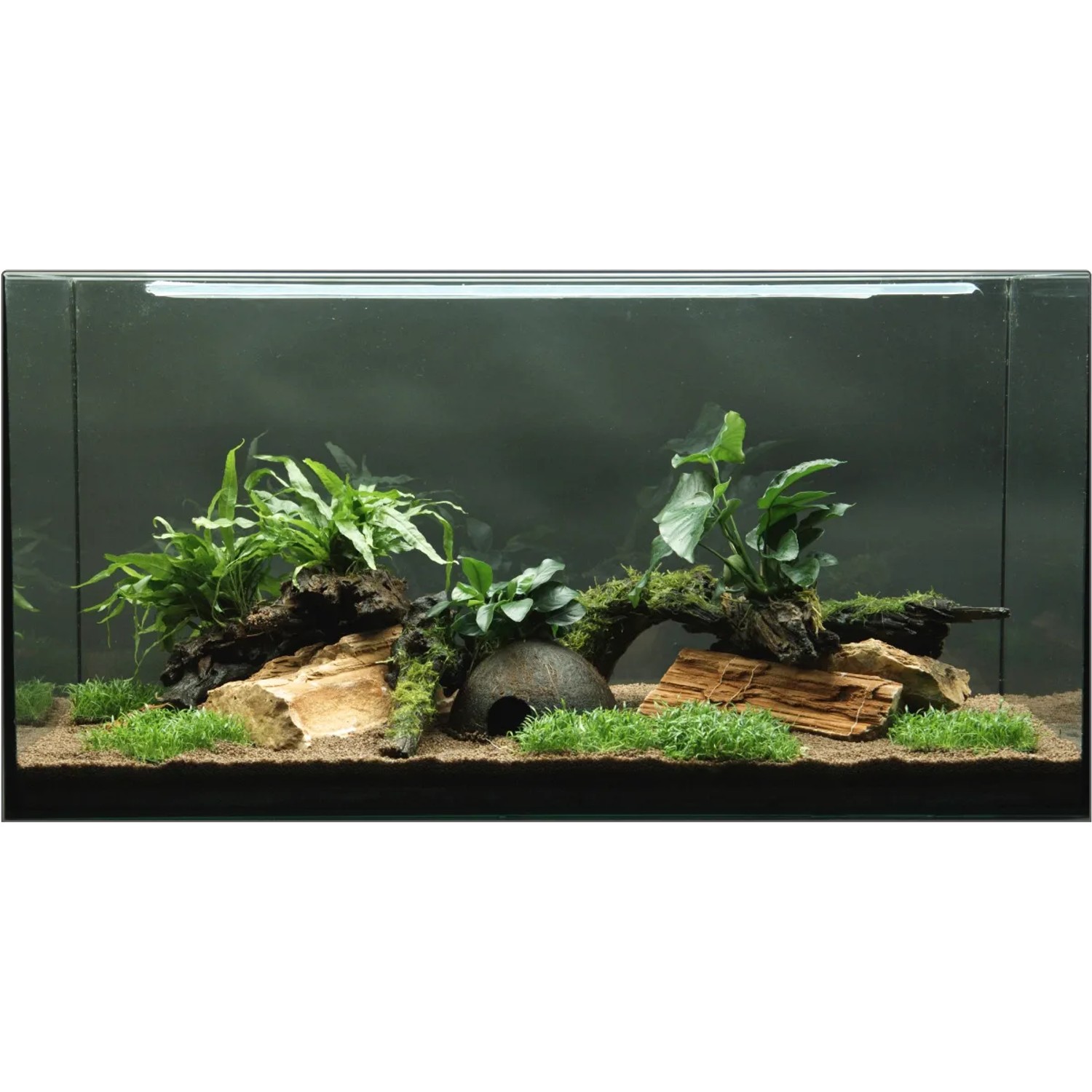 Aquarium mit Dennerle Pflanzen-Set Deko, 12 Pflanzen auf Wurzelholz und Pads für 80-120cm Becken.