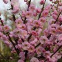 Blühendes Mandelbäumchen (Prunus triloba) mit rosa Blüten, ca. 80-100cm hoch.