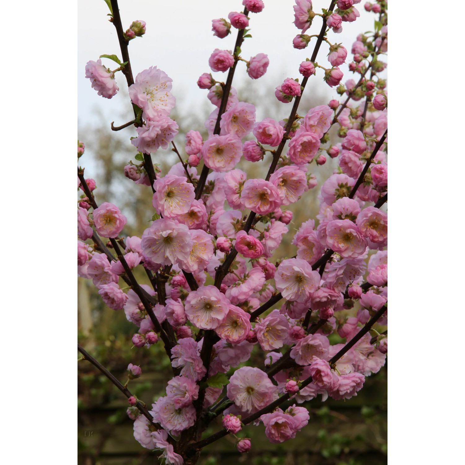 Blühendes Mandelbäumchen (Prunus triloba) mit rosa Blüten, ca. 80-100cm hoch.