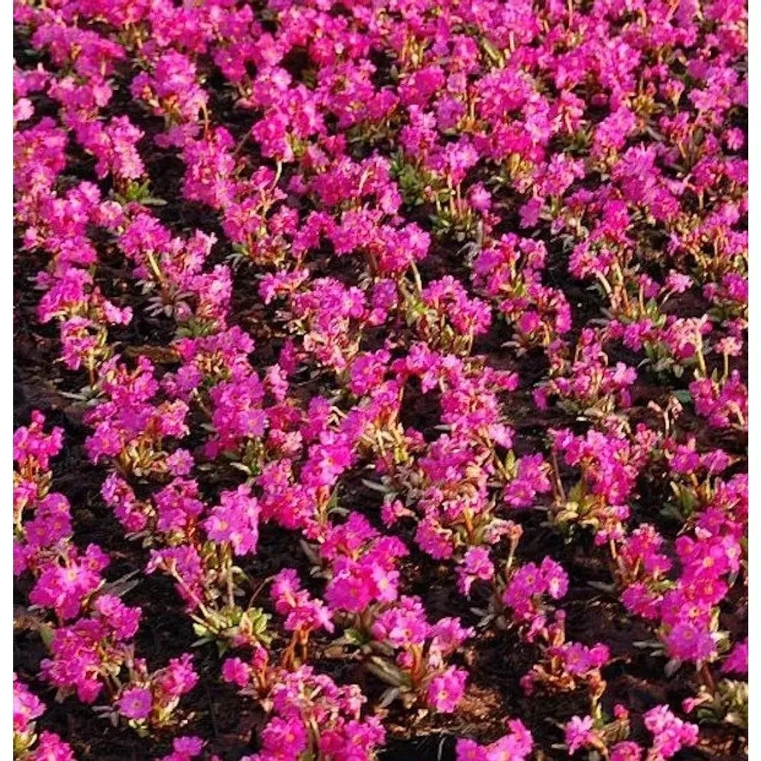 Rosen Primel Gigas - Primula rosea