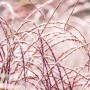 Nahaufnahme von rosa blühendem Miscanthus Sinensis Flamingo Chinaschilf.