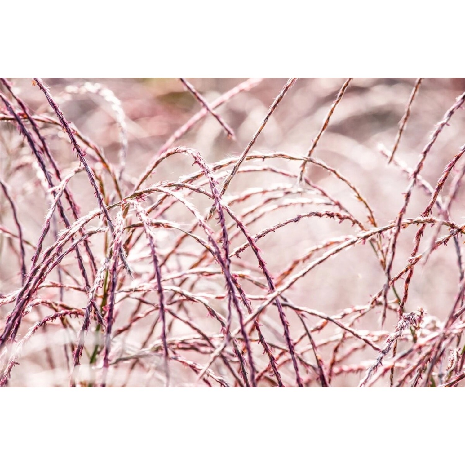 Miscanthus Sinensis Flamingo Chinaschilf Rosa Blüten 3-5 Liter Container günstig online kaufen
