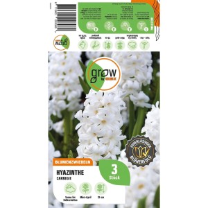 GROW by OBI Hyazinthe Carnegie Weiß 3 Stück Hyacinthus orientalis Carnegie
