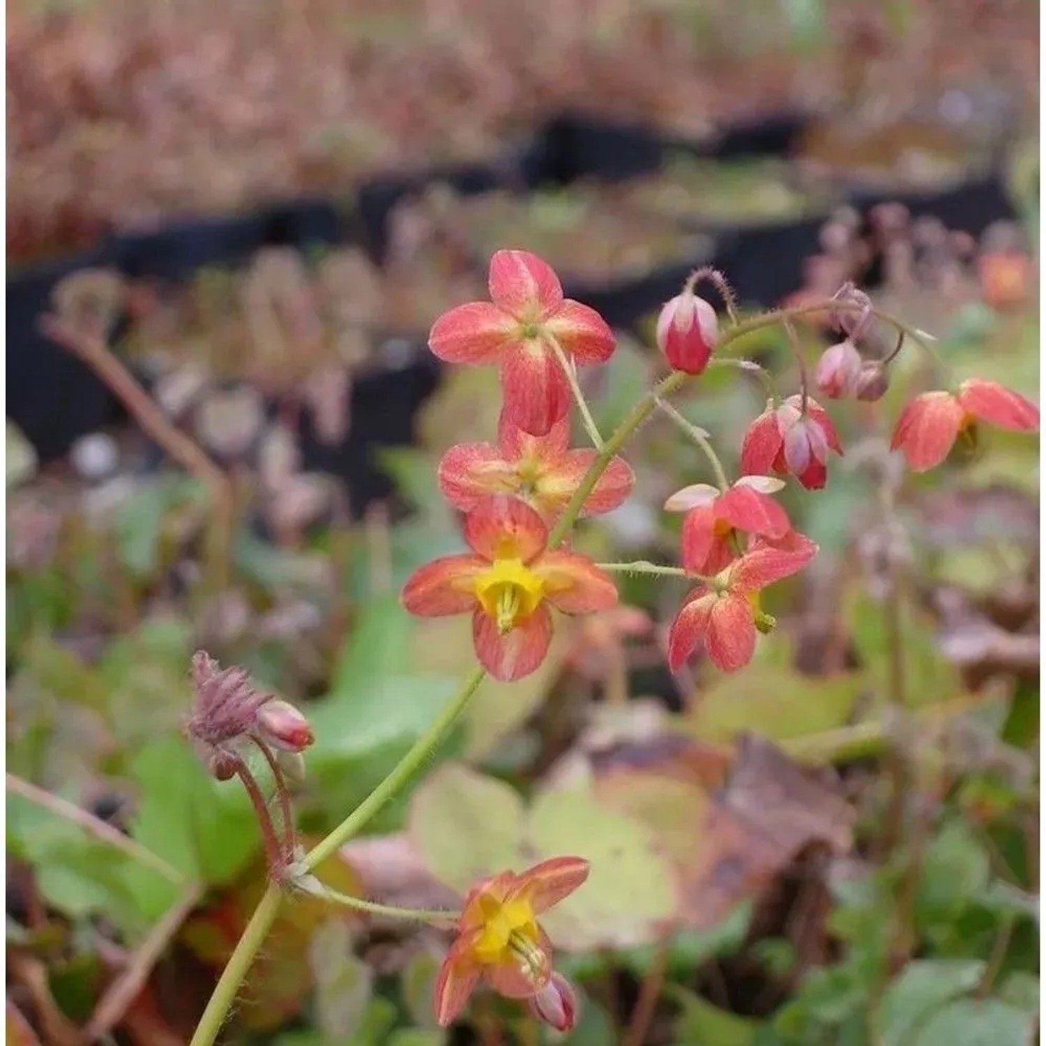 Elfenblume Ellen Willmott - Epimedium warleyense