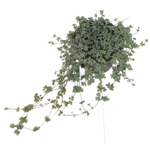 Kanonierblume Glauca Greyzy im Topf, eine attraktive Grünpflanze mit silbrig-blauen Blättern.