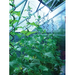 Juliana Pflanzspirale im Gewächshaus mit Gurkenpflanzen, 3er Set als Rankhilfe.