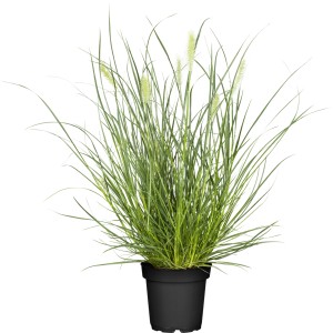 GROW by OBI Lampenputzergras Little Bunny im Topf, grüne Blätter und helle Blütenstände.