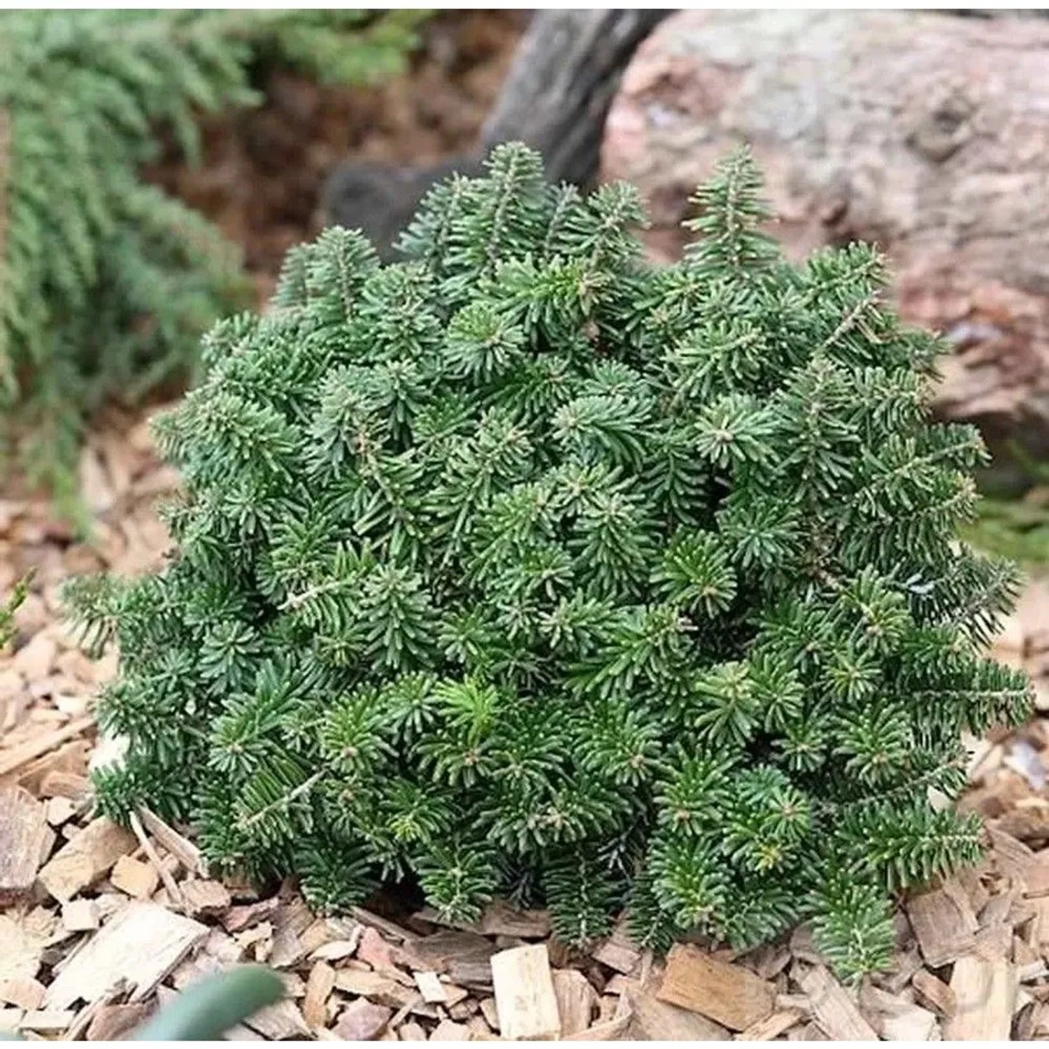 Zwerg Koreatanne Brillant 30-40cm - Abies koreana