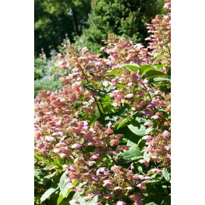 Rispenhortensie Little Quick Fire, 40-60 cm, mit rosa-weißen Blüten im Garten.