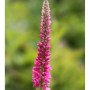 Nahaufnahme einer rosa Polsterveronika (Veronica spicata) Staude mit Blütenähre.