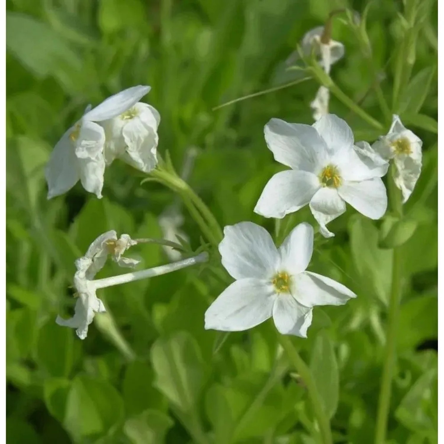 Wilder Phlox Alba - Phlox stolonifera