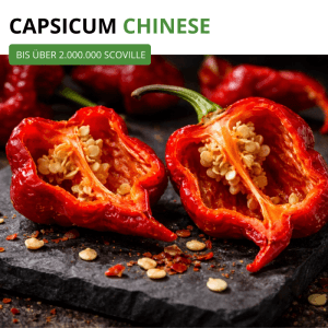 Rote, aufgeschnittene Trinidad Moruga Scorpion Chili mit sichtbaren Samen auf dunklem Stein. Scharfe Capsicum chinense Gemüsesamen.