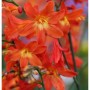 Nahaufnahme der leuchtend orangefarbenen Blüten der Riesen Montbretie (Crocosmia paniculata).