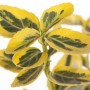 Euonymus Emerald'n Gold Spindelstrauch mit gelb-grünen Blättern im 9x9 cm Topf.