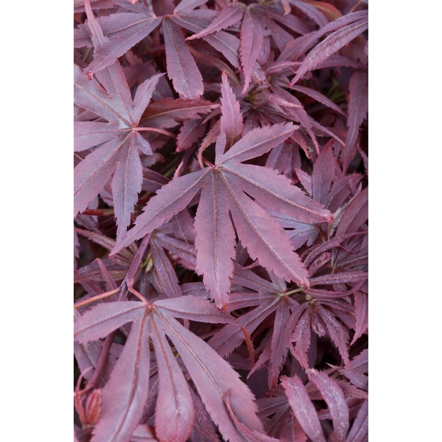 Acer Palmatum Shaina Japanischer Ahorn Kompakt 80–100 cm günstig online kaufen