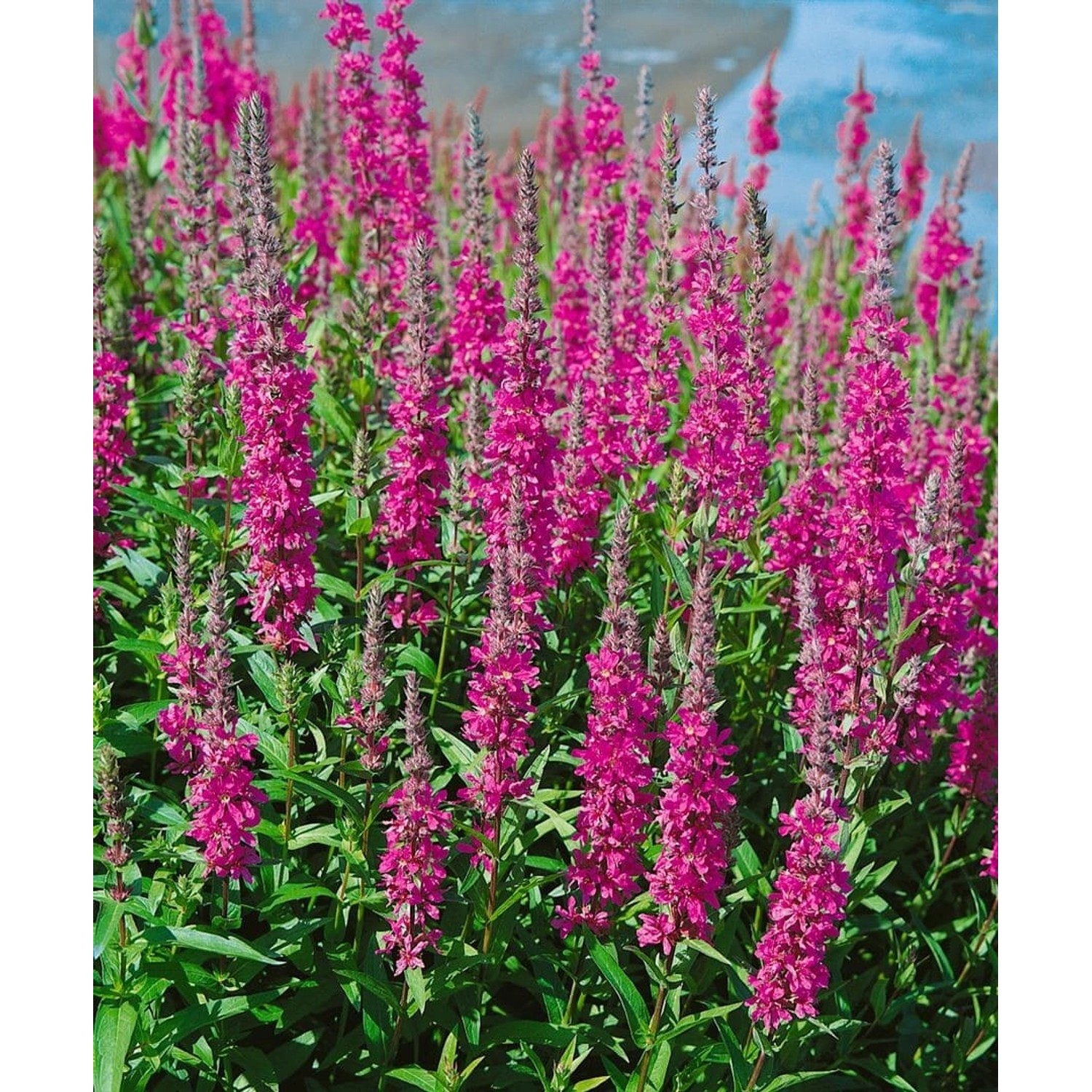 Lythrum Salicaria Robin Blutweiderich Ca. 11x11 cm Topf günstig online kaufen