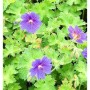 Blauviolette Storchenschnabel-Blüten (Geranium ibericum) mit grünen Blättern. Blühende Garten-Staude.