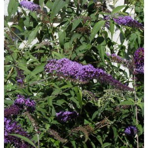 Sommerflieder 'Ile de France' mit violetten Blüten und grünen Blättern.