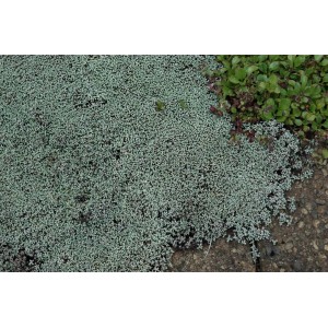 Silberkissen Raoulia Australis als Bodendecker im 9x9 cm Topf.