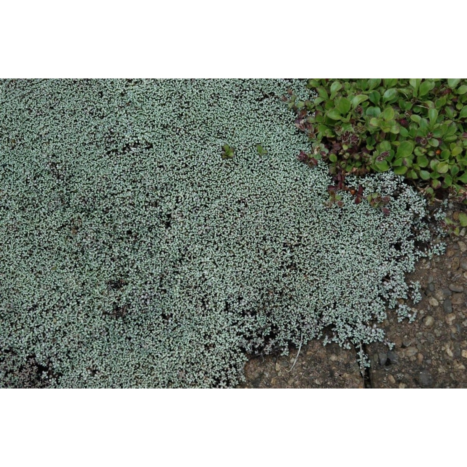 Raoulia Australis Silberkissen Ca. 9x9 cm Topf günstig online kaufen