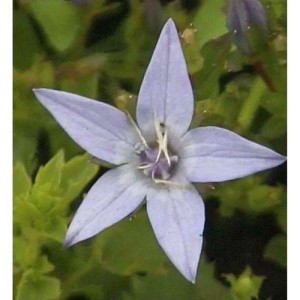 Nahaufnahme einer hellblauen Polster-Glockenblume (Campanula garganica) mit fünf Blütenblättern.