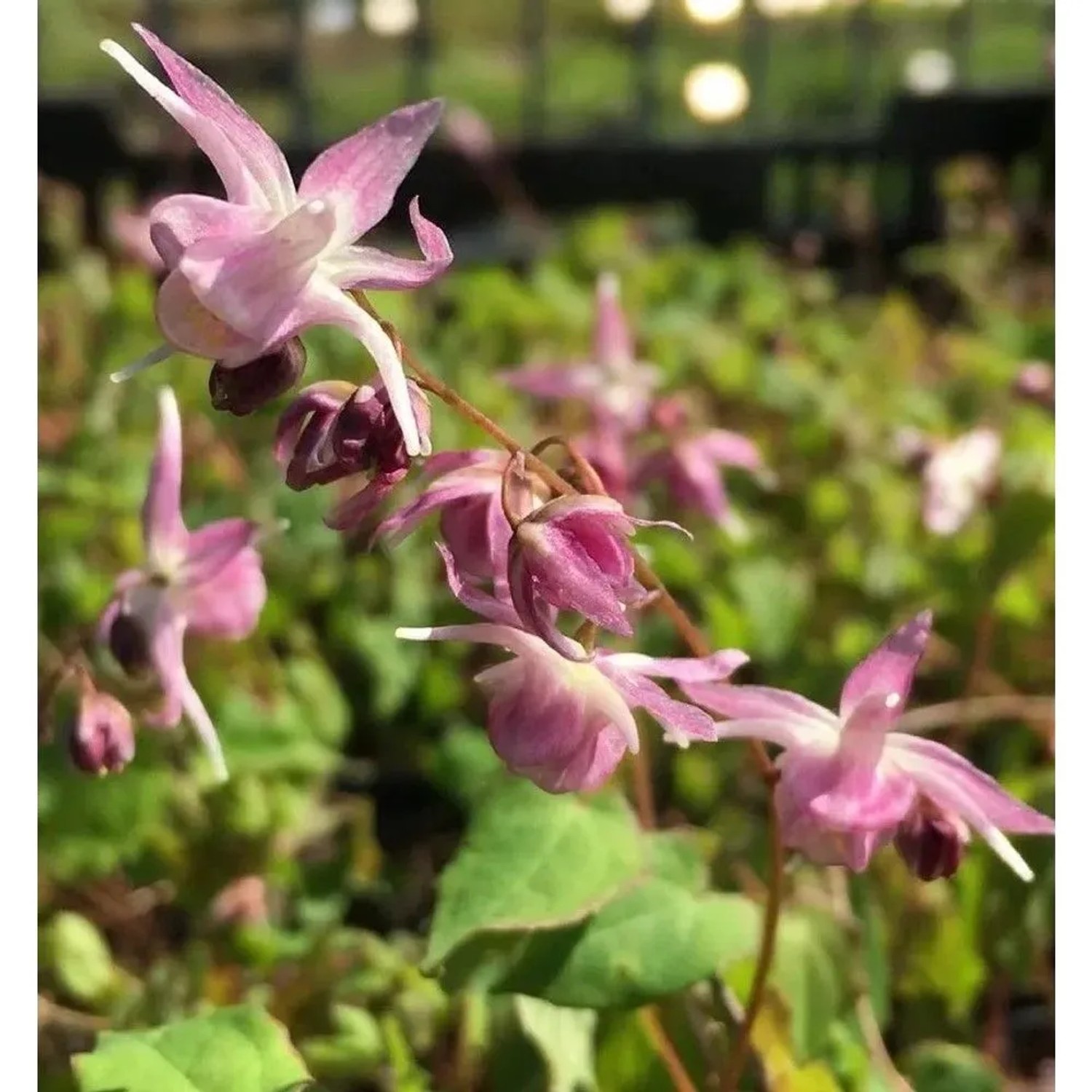 Elfenblume Akebono - Epimedium grandiflorum