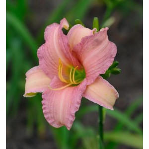 Nahaufnahme einer rosa Taglilie (Hemerocallis cultorum) der Sorte Arctic Snow.