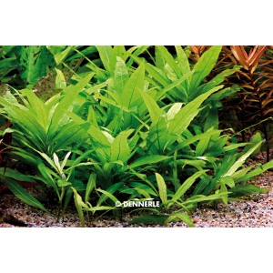 Dennerle Hygrophila Corymbosa Stricta Aquariumpflanze im Detail.
