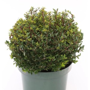 Kugelförmige Japanische Stechpalme Ilex Twiggy (20-25cm) im Topf.